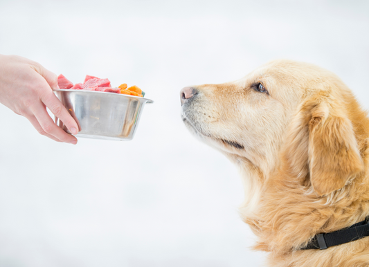 愛犬の健康管理は飼い主の責任。必要栄養素や食事について真剣に考えよう。