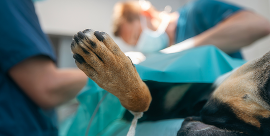 その症状大丈夫?犬の症状でみられる命の危険性
