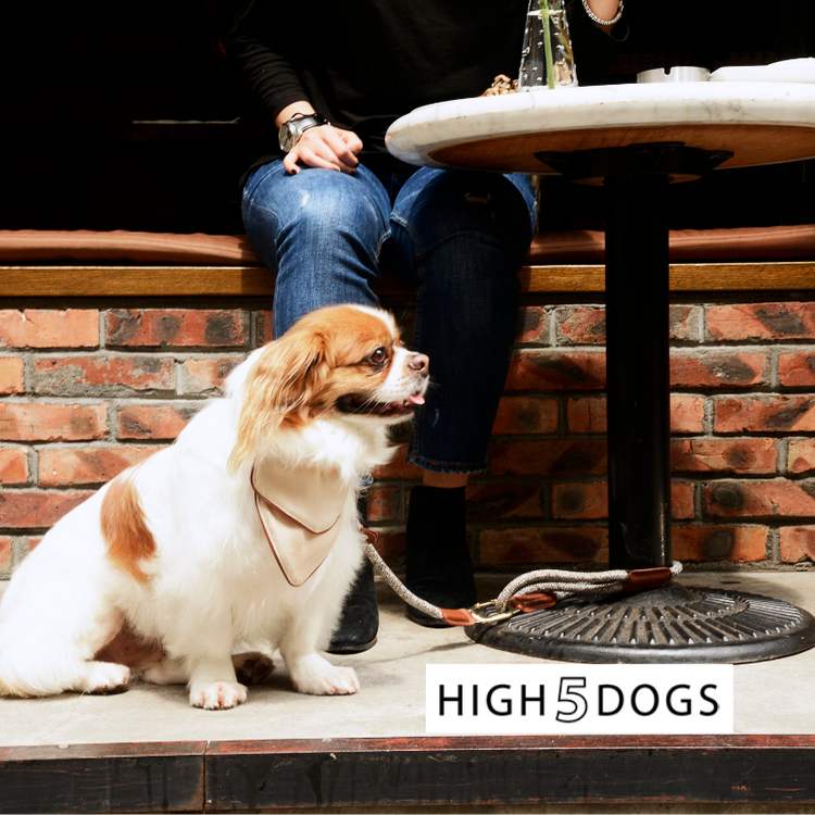 high5dogs