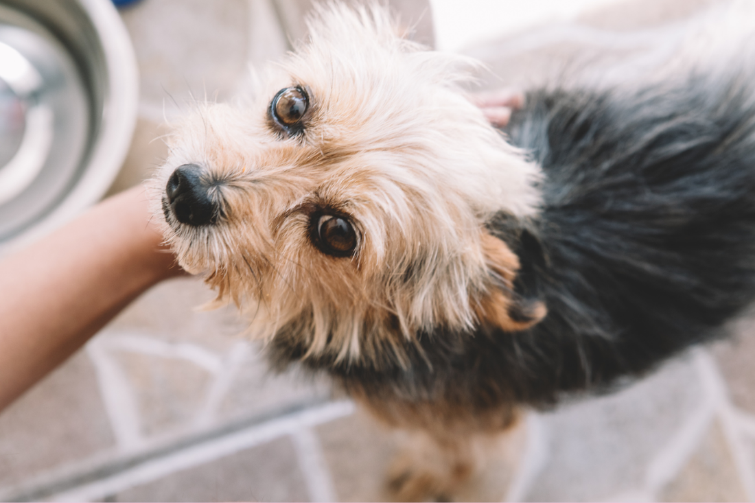 保護犬に対する日本とアメリカの法律の違いについて