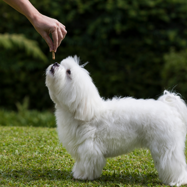 犬用おやつ