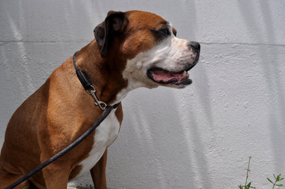 【High5dogs】Leader Leash Charcoal