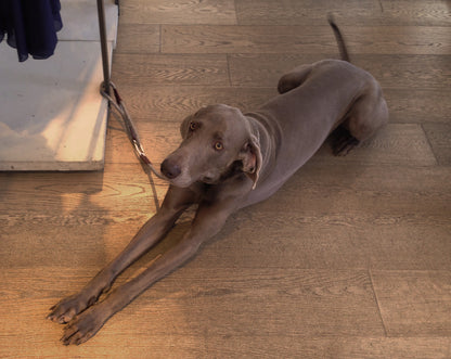 【High5dogs】Leader Leash Beige