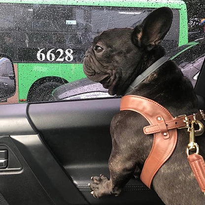 【High5dogs】レザー ハーネス Leather Harness ［XXS〜M］