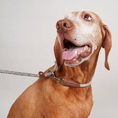 【High5dogs】Handsfree Leash